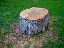 Best Tree Trimming and Pruning  in Spring Glen, UT