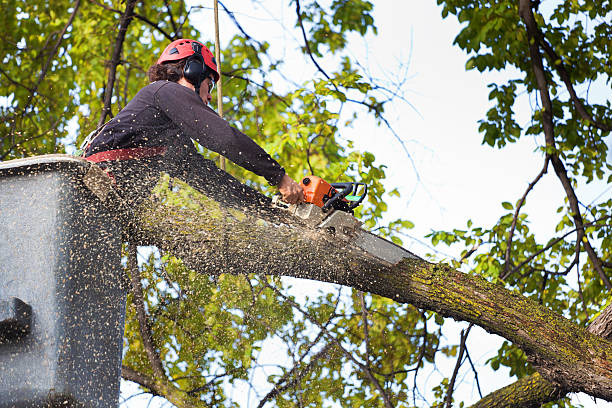 How Our Tree Care Process Works  in  Spring Glen, UT